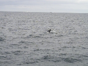 Whale Watching, San Diego Harbor, Jan 24, 2004 (P1240154)