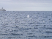 Whale Watching, San Diego Harbor, Jan 24, 2004 (P1240158)