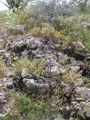 Wild flowers in Anza-Borrego, March 27, 2005 (P3270119)